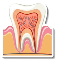 Воспаление корневого зубного канала